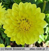 Dahlia hort. Gintarine Baltija