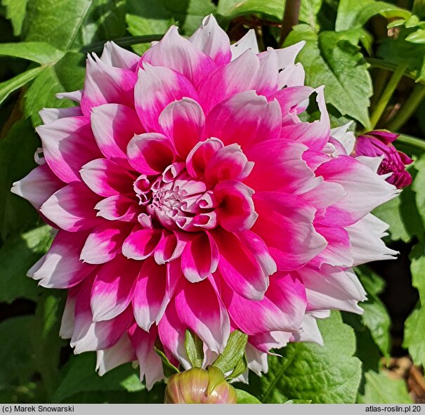 Dahlia hort. Orija
