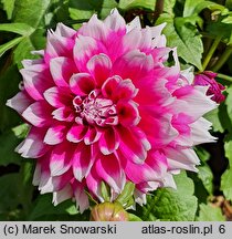 Dahlia hort. Orija