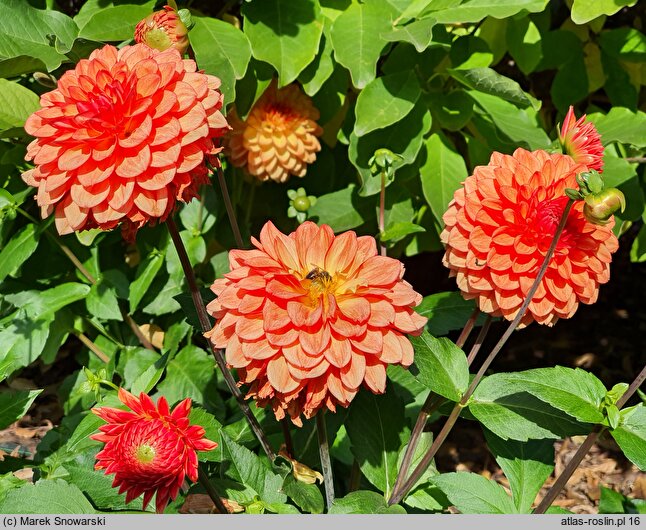 Dahlia hort. Emilija