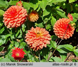 Dahlia hort. Emilija