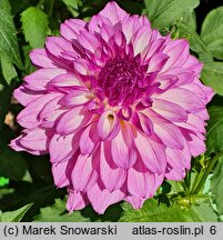 Dahlia hort. Paulyte