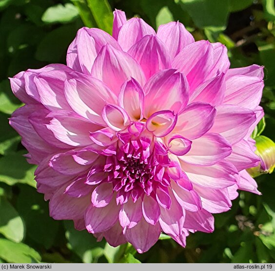 Dahlia hort. Paulyte