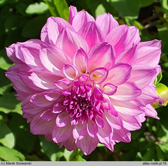 Dahlia Paulyte