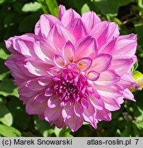 Dahlia hort. Paulyte