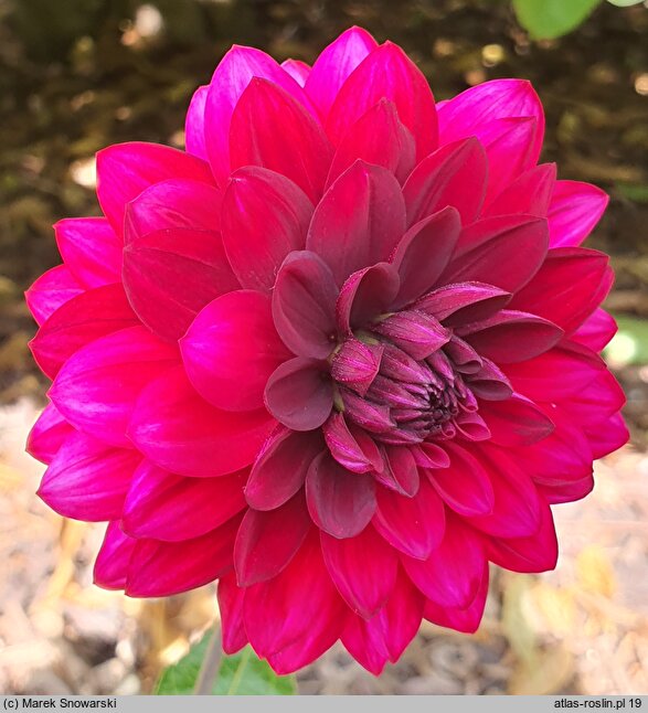 Dahlia hort. Senansis Kaunas