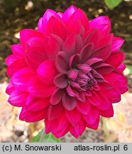 Dahlia hort. Senansis Kaunas