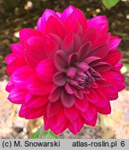 Dahlia Senansis Kaunas