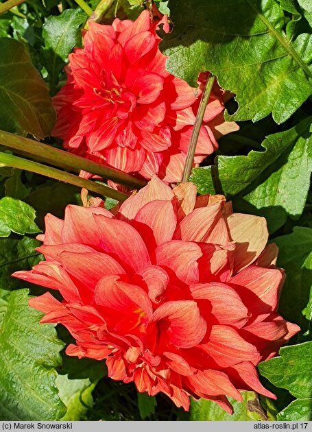 Dahlia hort. Ziezdre
