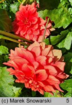Dahlia hort. Ziezdre