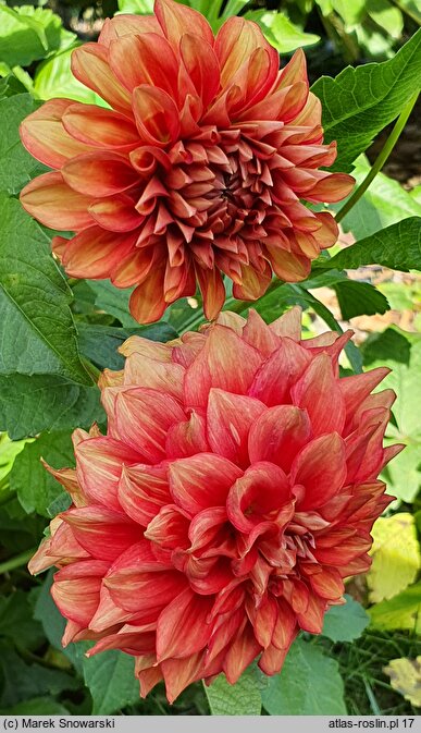 Dahlia hort. Ziezdre