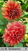 Dahlia hort. Ziezdre