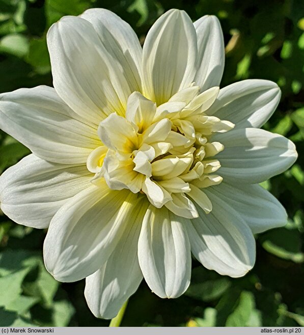 Dahlia hort. Gulbis