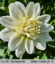 Dahlia hort. Gulbis