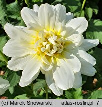 Dahlia hort. Gulbis