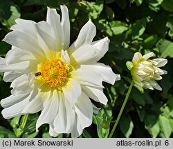 Dahlia hort. Gulbis