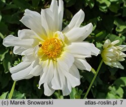 Dahlia hort. Gulbis