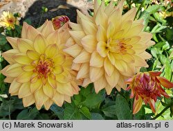 Dahlia hort. Melody Dora