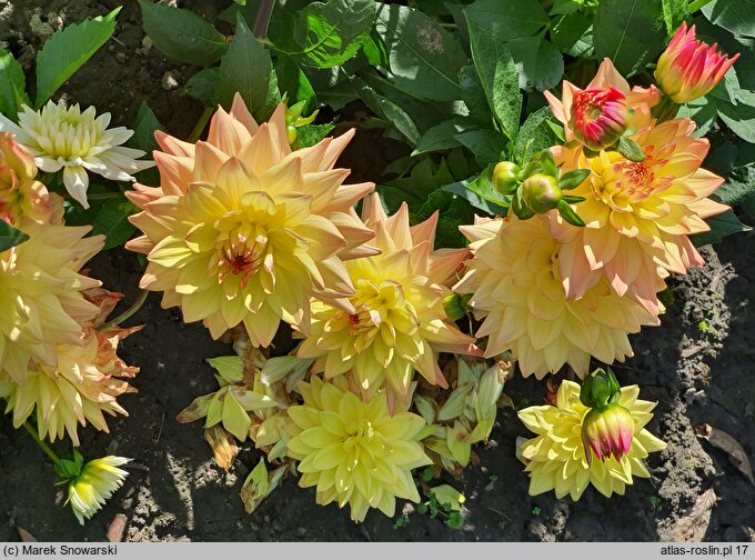 Dahlia hort. Melody Dora