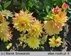 Dahlia hort. Melody Dora