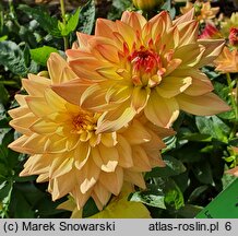 Dahlia hort. Melody Dora