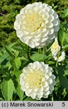 Dahlia hort. White Aster