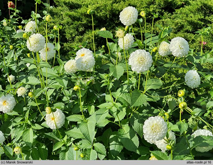 Dahlia hort. White Aster