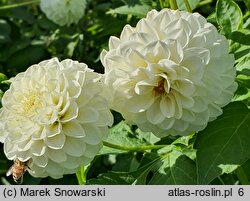 Dahlia hort. White Aster