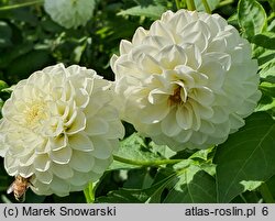 Dahlia White Aster