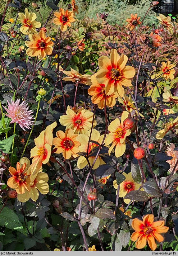 Dahlia hort. Sunshine