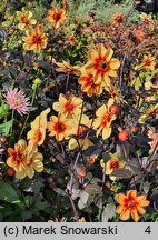 Dahlia hort. Sunshine