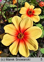 Dahlia hort. Sunshine