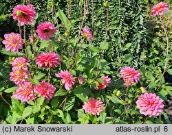 Dahlia hort. Great Silence