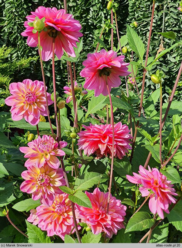 Dahlia hort. Great Silence