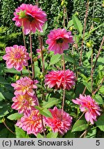 Dahlia hort. Great Silence