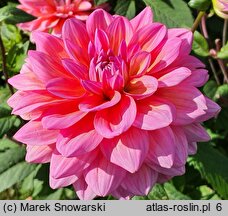 Dahlia hort. Great Silence