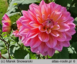Dahlia hort. Great Silence