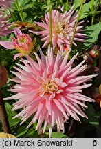 Dahlia hort. Park Princess