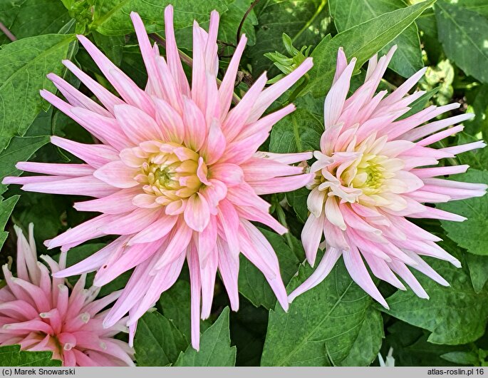 Dahlia hort. Park Princess