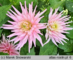 Dahlia hort. Park Princess