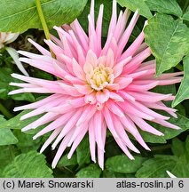 Dahlia hort. Park Princess