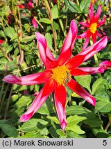 Dahlia hort. Honka Rood