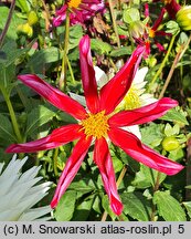 Dahlia hort. Honka Rood