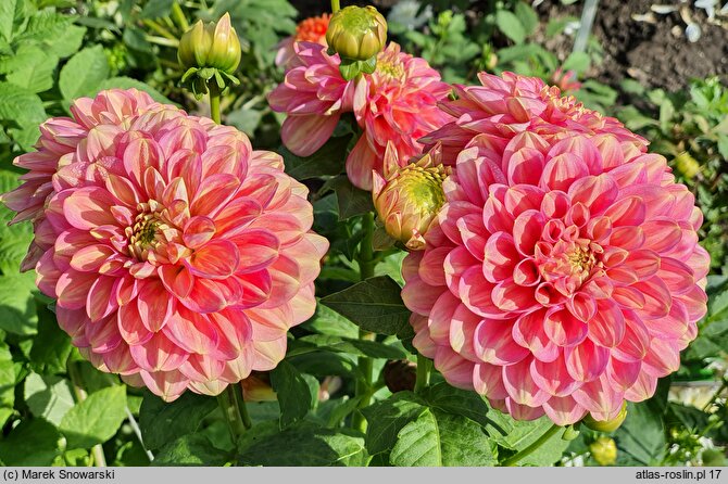 Dahlia hort. Milena Fleur