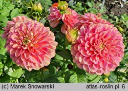 Dahlia hort. Milena Fleur