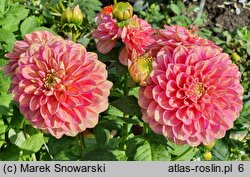 Dahlia Milena Fleur