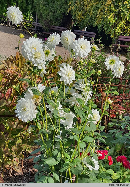 Dahlia hort. Siberia