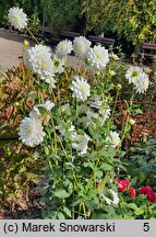 Dahlia hort. Siberia