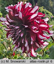 Dahlia hort. Tartan
