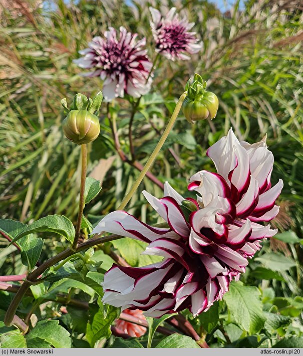 Dahlia hort. Tartan